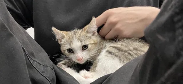 A baby small-sized female Domestic Short Hair cat named Burta for adoption in Indianapolis, IN