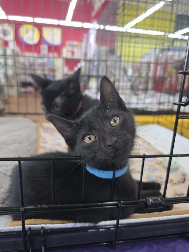 A baby small-sized male Black Domestic Short Hair cat named Bear for adoption in Orlando, FL