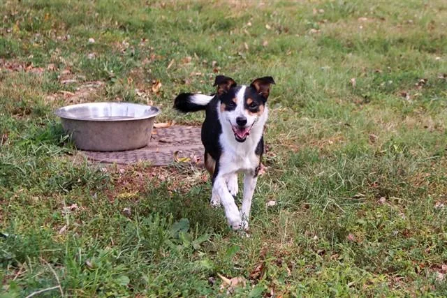 An adult medium-sized female Rat Terrier dog named Cheeto for adoption in Saint Peters, MO