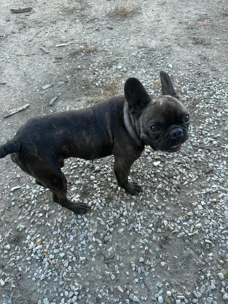 An adult small-sized male Brindle French Bulldog dog named Bodie for adoption in Linton, IN
