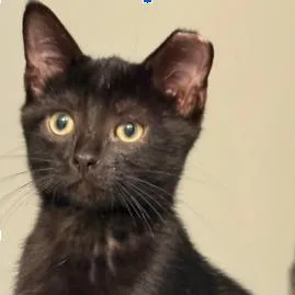 A baby small-sized male Black Domestic Short Hair cat named Shadow for adoption in Marietta, GA