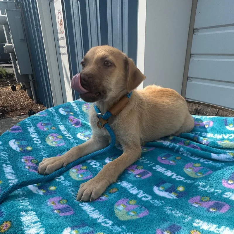 A baby small-sized female Yellow / Tan / Blond / Fawn Pit Bull Terrier dog named Essie for adoption in Newberg, OR