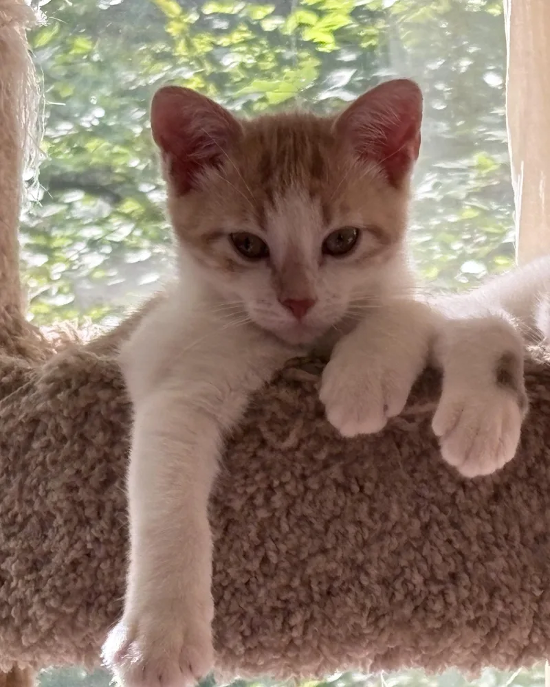 A baby small-sized male Orange & White Domestic Short Hair cat named Carmelo for adoption in Alexandria, VA
