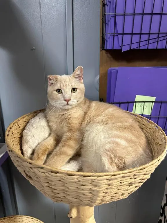 A senior medium-sized male Buff / Tan / Fawn Domestic Short Hair cat named Buffson for adoption in Kalamazoo, MI