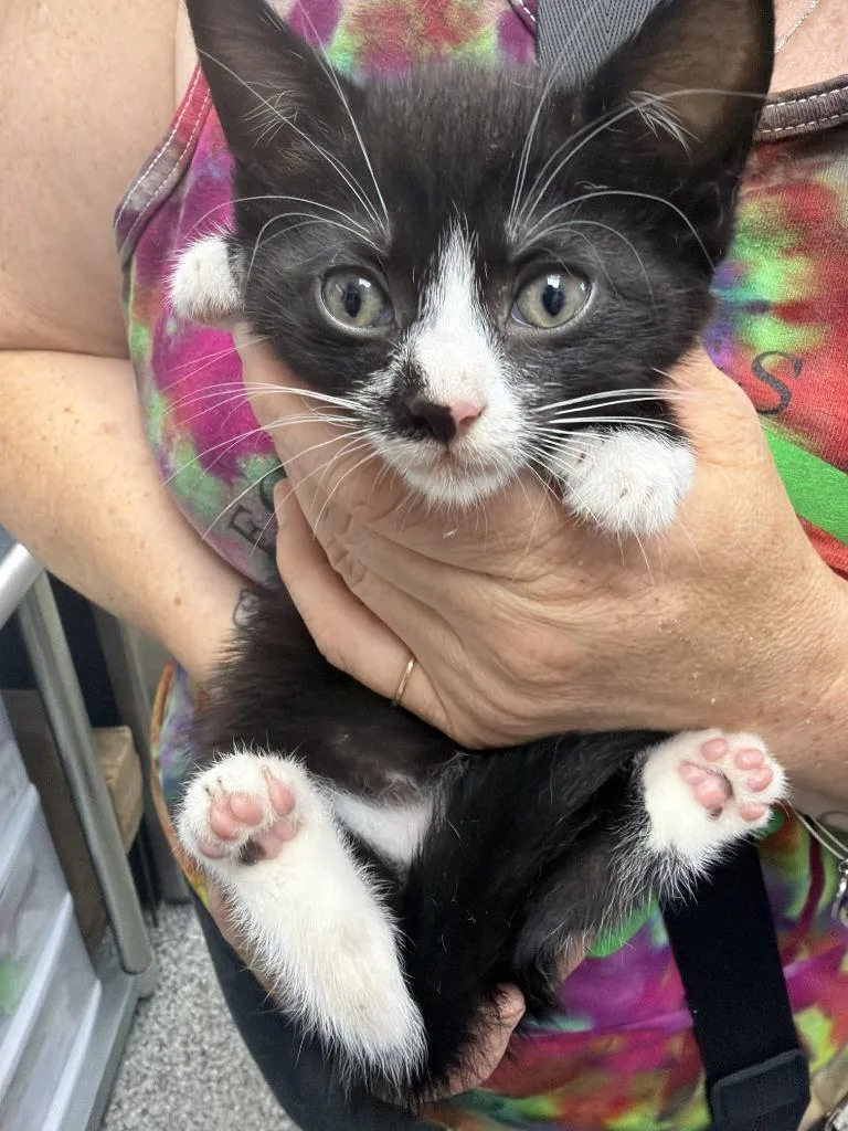 A baby medium-sized female Domestic Short Hair cat named Cher for adoption in Pomona, NY