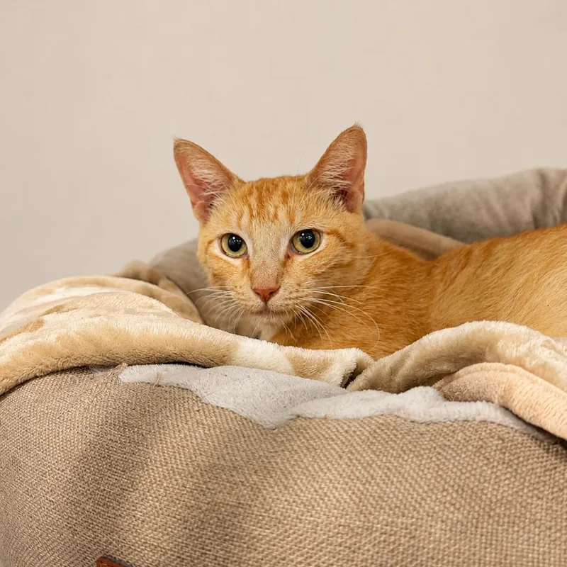 An adult small-sized female Orange / Red Domestic Short Hair cat named Ellie for adoption in Miami, FL