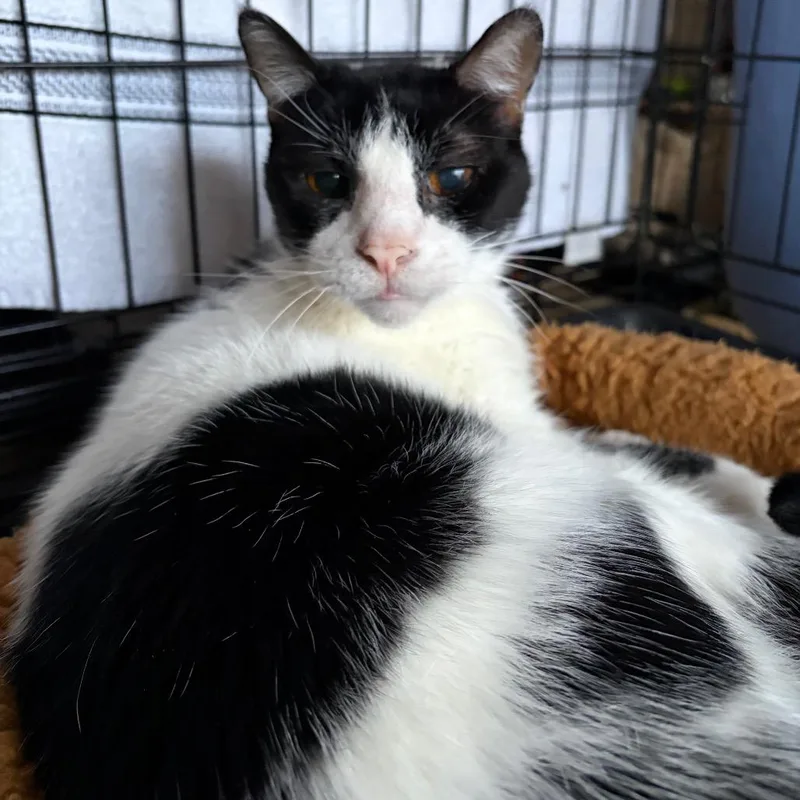 A senior small-sized male Black Domestic Short Hair cat named Patches for adoption in Webster, TX