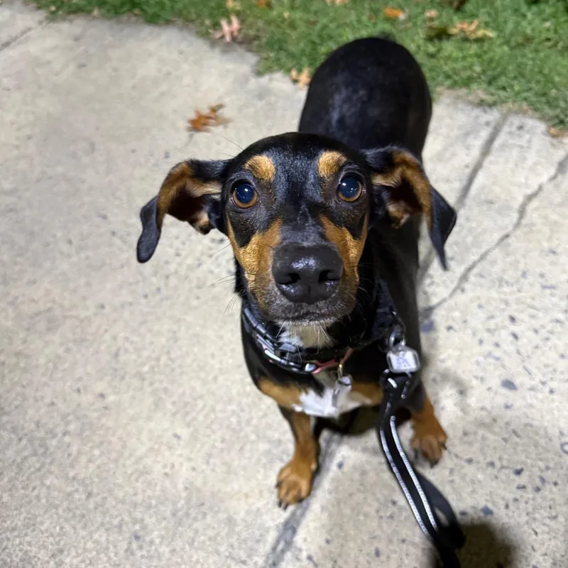 An adult medium-sized female Black Mixed Breed dog named Trixie for adoption in Fairfax, VA