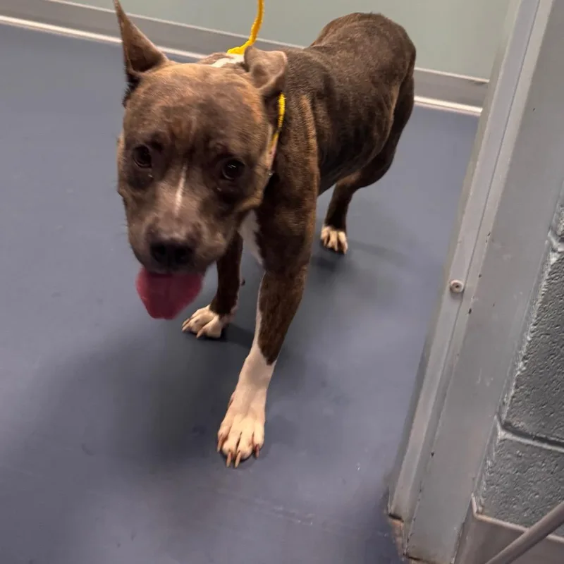 An adult medium-sized female Brindle Pit Bull Terrier dog named Shae for adoption in Greensboro, NC
