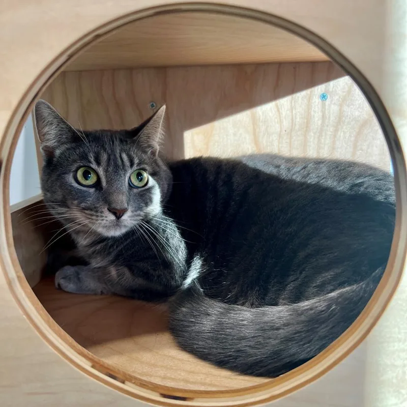 An adult medium-sized female Gray / Blue / Silver Domestic Short Hair cat named Minion "mini" for adoption in East Hampton, NY