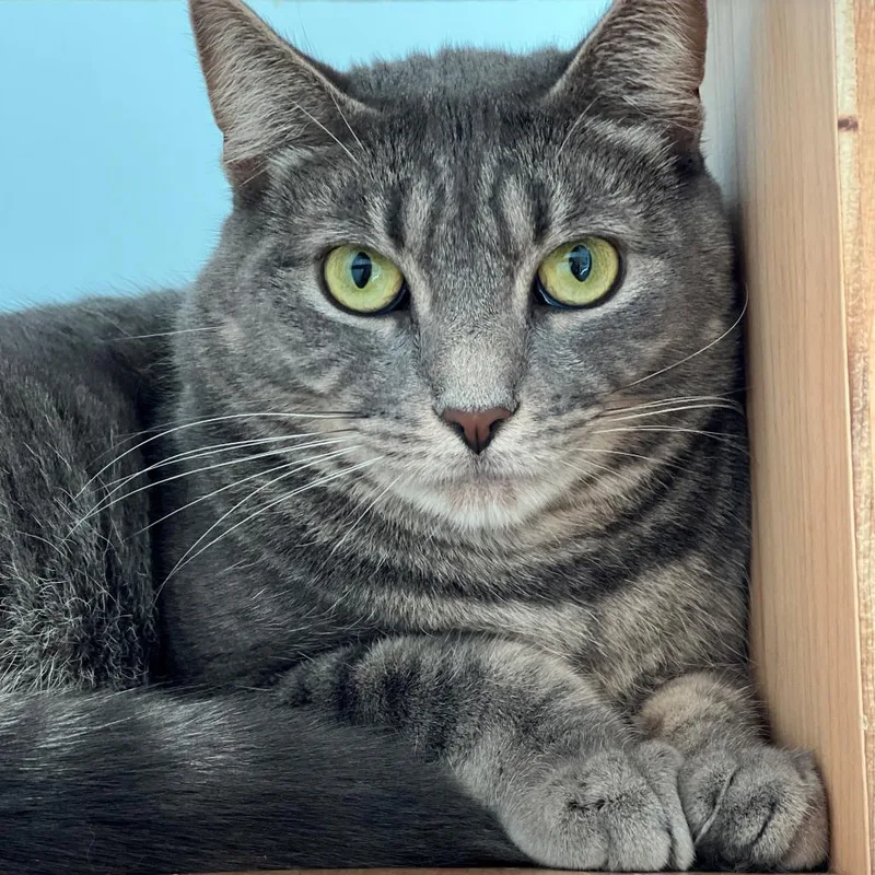 Minion "mini" thumbnail 2