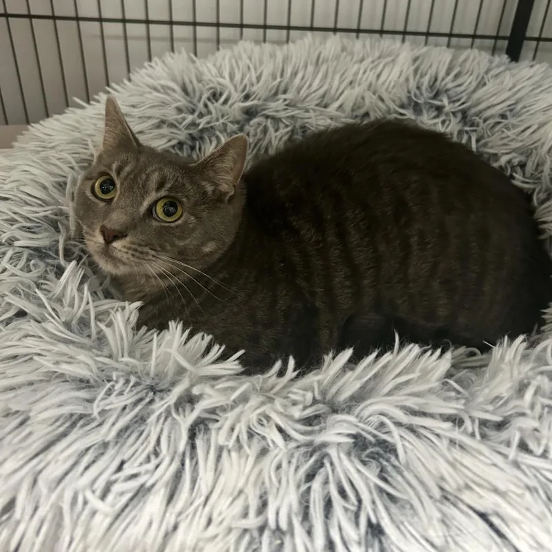 Minion "mini" thumbnail 3