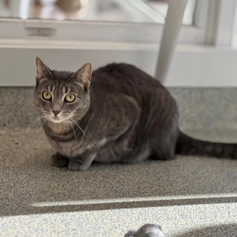 Minion "mini" thumbnail 6