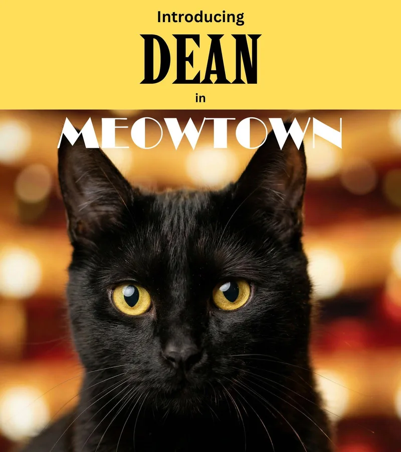 An adult medium-sized male Black Domestic Short Hair cat named Dean for adoption in Herndon, VA