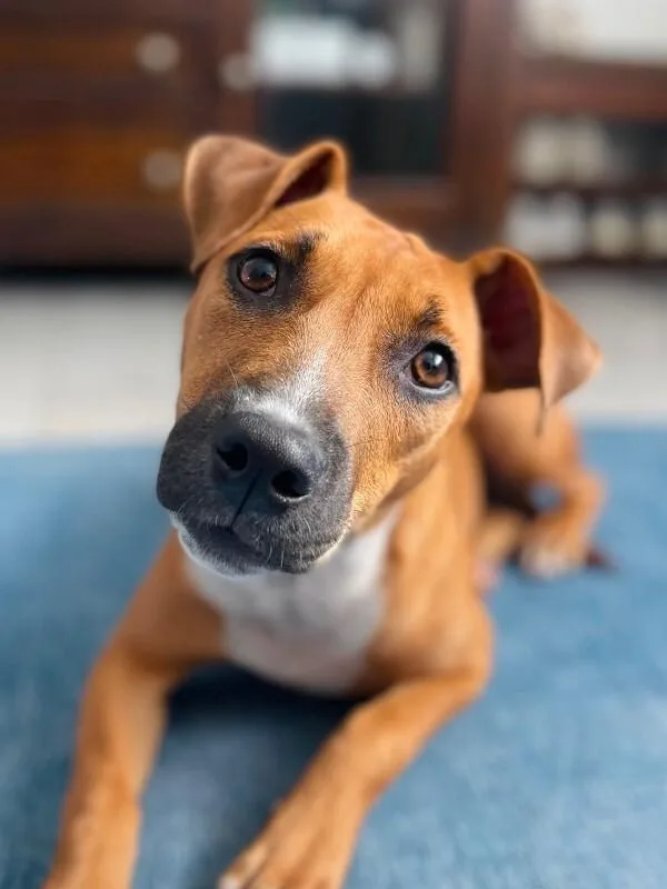 An adult medium-sized female Mixed Breed dog named Raya for adoption in Miami, FL