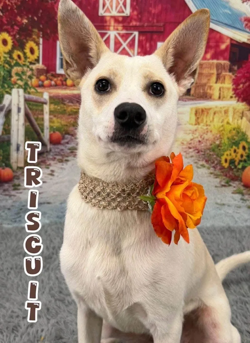 A young medium-sized female White / Cream Mixed Breed dog named Triscuit for adoption in Flint, MI