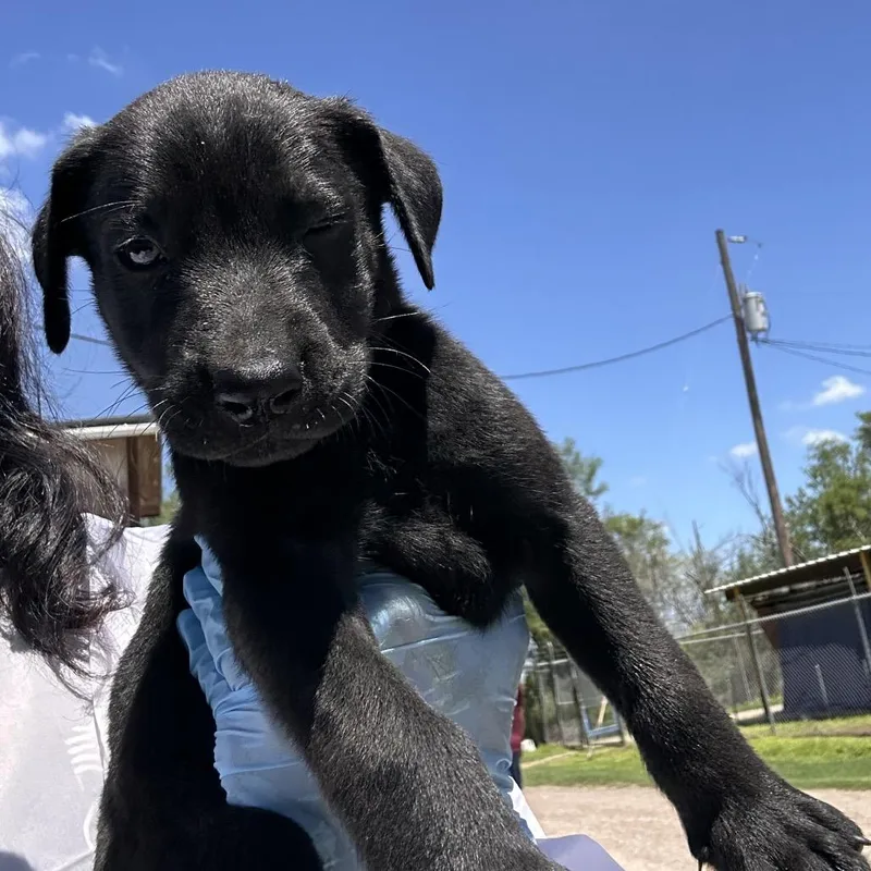 A baby small-sized female Black Shepherd dog named Wila for adoption in Edinburg, TX