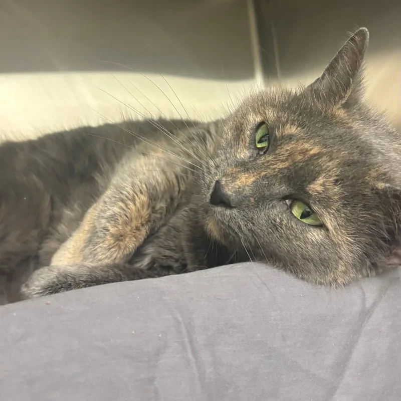 A senior medium-sized female Gray / Blue / Silver Domestic Short Hair cat named Maddy for adoption in Philadelphia, PA