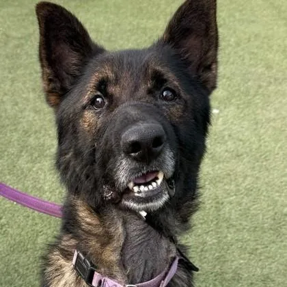 An adult large-sized male Black German Shepherd Dog dog named Ranger for adoption in Fernandina Beach, FL