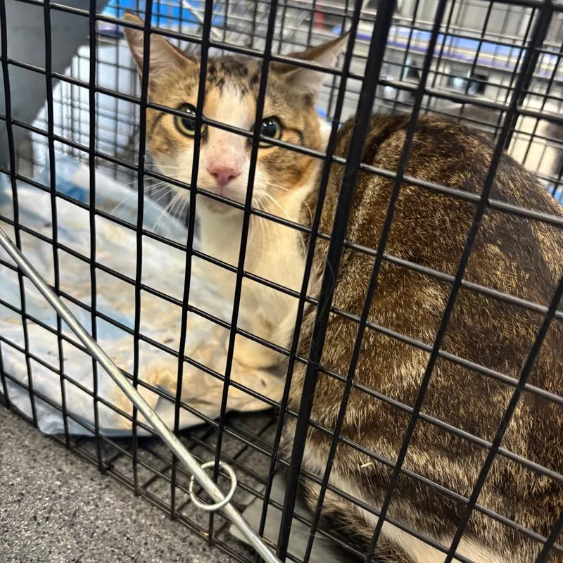 A young small-sized male Brown / Chocolate Domestic Short Hair cat named Faith for adoption in Montgomery, AL
