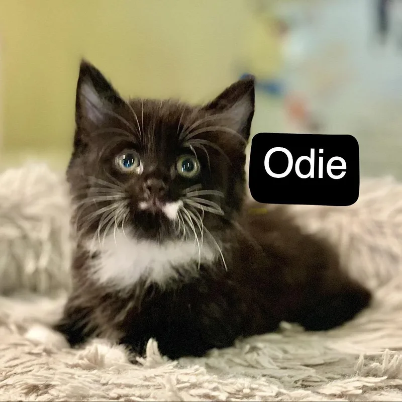 Odie