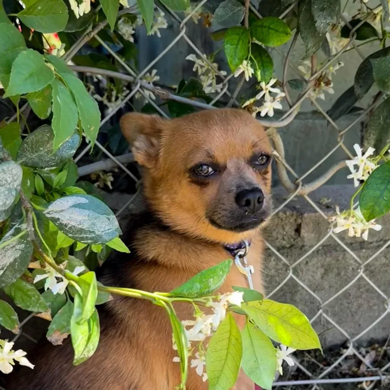 An adult small-sized female Yellow / Tan / Blond / Fawn Chihuahua dog named Mary Puppins for adoption in San Jacinto, CA