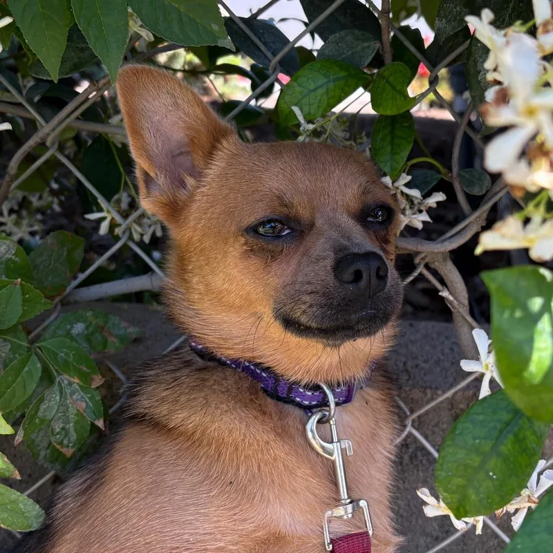 Mary Puppins thumbnail 2