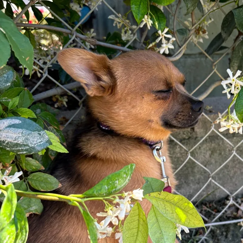 Mary Puppins thumbnail 3