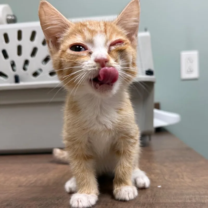 A baby small-sized female Orange / Red Domestic Short Hair cat named Sunkist In Stevensville for adoption in Alexandria, VA