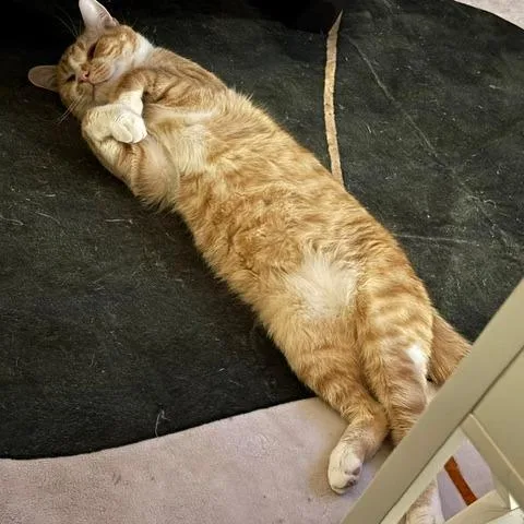 A young small-sized male Orange / Red American Shorthair cat named Jarvis for adoption in Lynchburg, VA