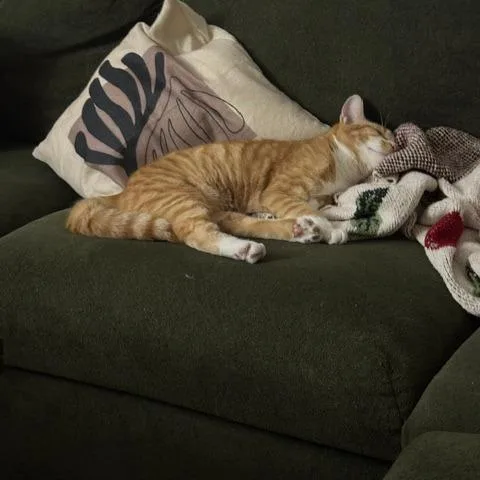 Jarvis thumbnail 2