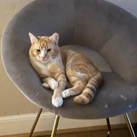 Jarvis thumbnail 4