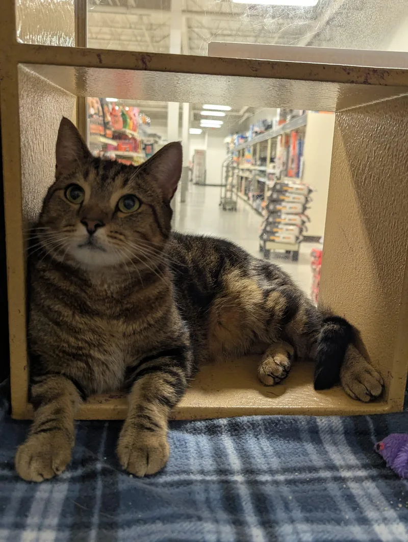 An adult medium-sized male Tabby (Brown / Chocolate) Domestic Short Hair cat named Bubbs for adoption in Seven Valleys, PA