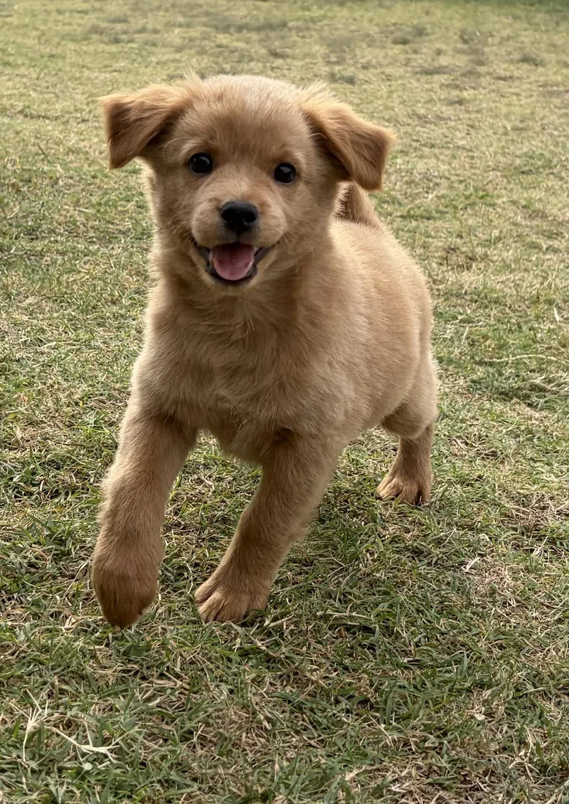 A baby small-sized male Puggle dog named Eddie for adoption in Coppell, TX