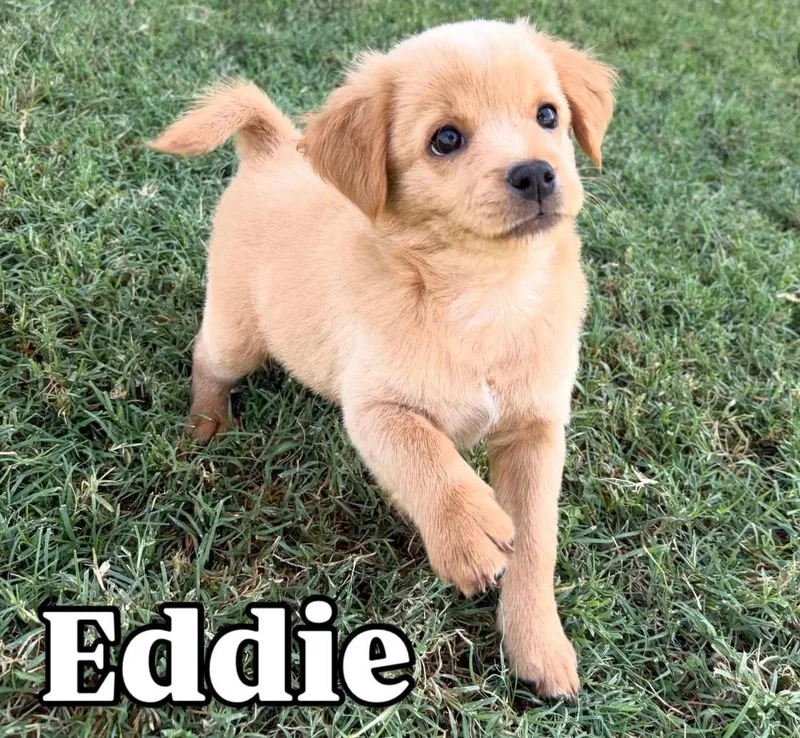 Eddie thumbnail 3