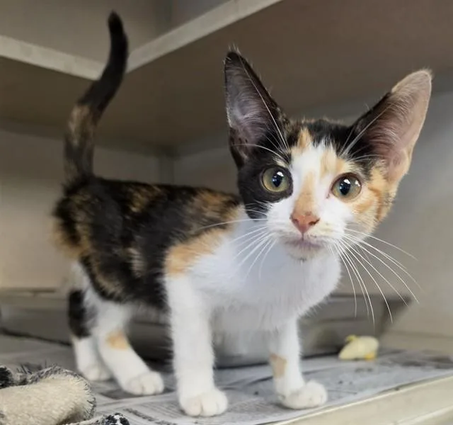 A baby medium-sized female Domestic Short Hair cat named Shasta for adoption in Cookeville, TN