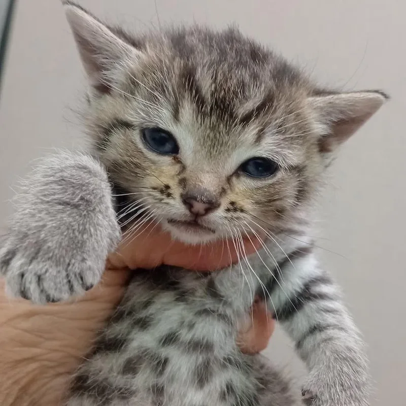 A baby small-sized male Brown / Chocolate Domestic Short Hair cat named Fenrys for adoption in Grand Rapids, MN