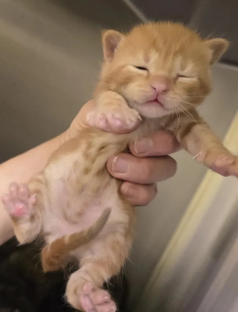 A baby small-sized male Tabby (Orange / Red) Domestic Short Hair cat named Lord Sheddington for adoption in Dickson, TN