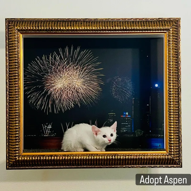 A baby small-sized female Gray & White Turkish Van cat named Aspen for adoption in Los Angeles, CA