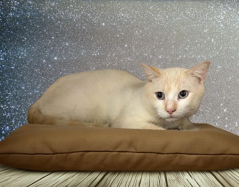 A young large-sized male Siamese cat named Flamin' Hot for adoption in Lavonia, GA