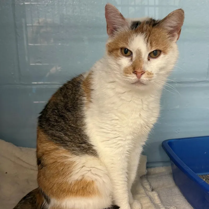 A senior small-sized female Calico Domestic Short Hair cat named Isles for adoption in East Hanover, NJ
