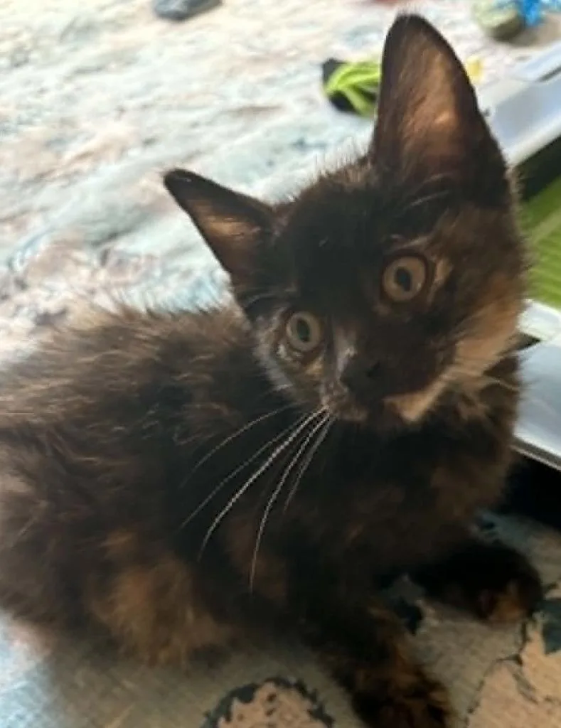 Tofu Tippytoes