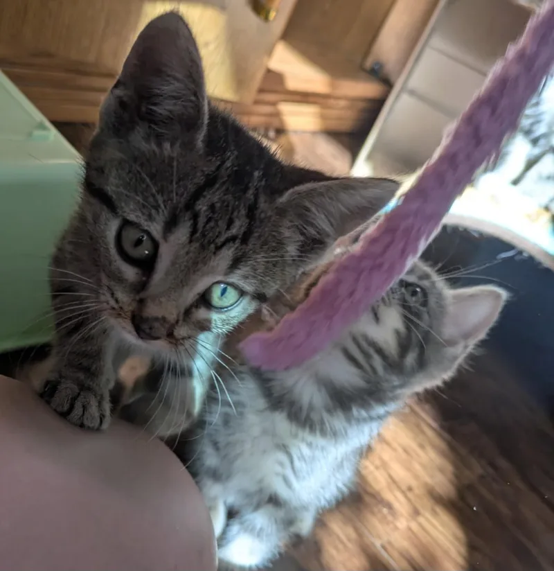 A baby small-sized female Tabby (Brown / Chocolate) Domestic Short Hair cat named Petoskey for adoption in Grand Rapids, MI