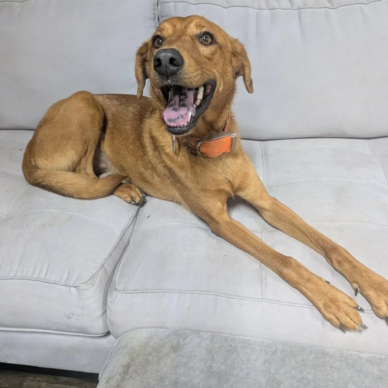 A young medium-sized male Red / Chestnut / Orange Retriever dog named John Boy for adoption in Plain City, OH