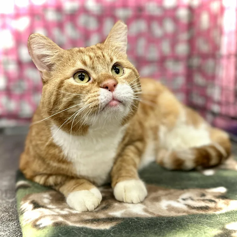 An adult large-sized male Orange & White Tabby cat named Prince Harry for adoption in SCOTTSDALE, AZ