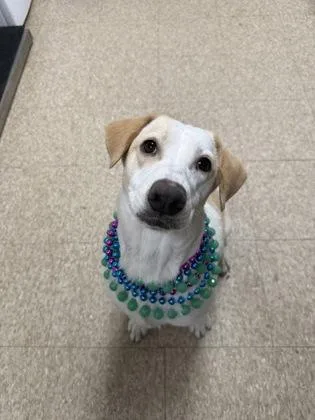 An adult medium-sized female Labrador Retriever dog named Janice for adoption in St. Anne, IL