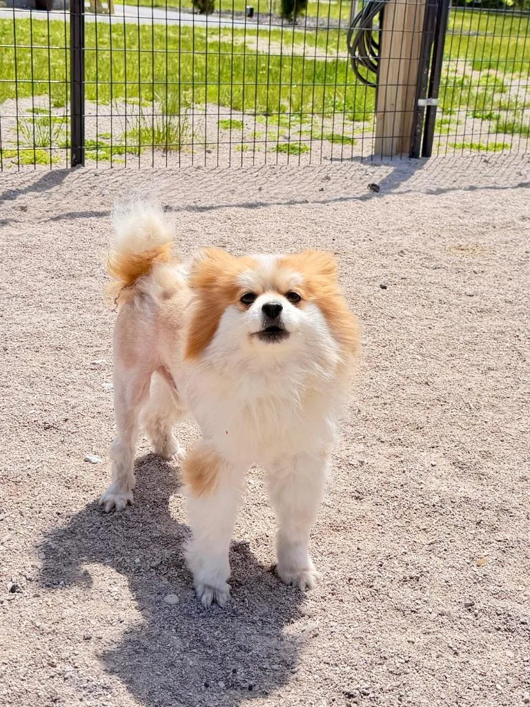 An adult large-sized male Pomeranian dog named Oliver for adoption in Muskegon, MI