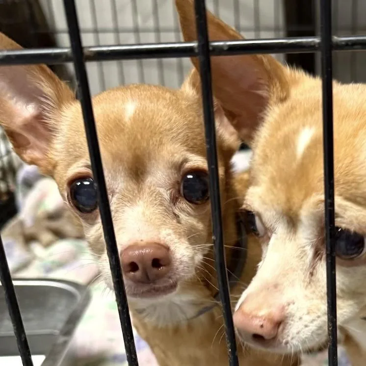 An adult small-sized female Red / Chestnut / Orange Chihuahua dog named Macy for adoption in Franklin, PA