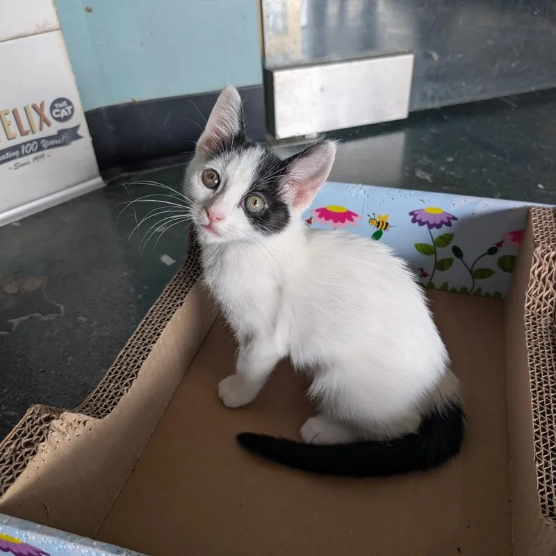 A baby small-sized female White Domestic Short Hair cat named Kida for adoption in Chico, CA