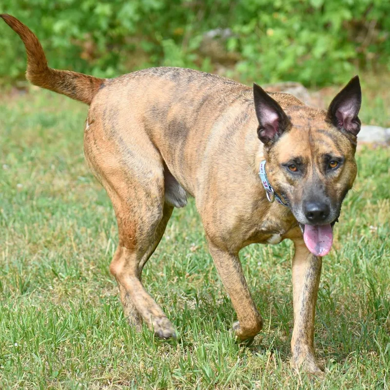 An adult large-sized male Brindle Mixed Breed dog named Burrow for adoption in Mebane, NC